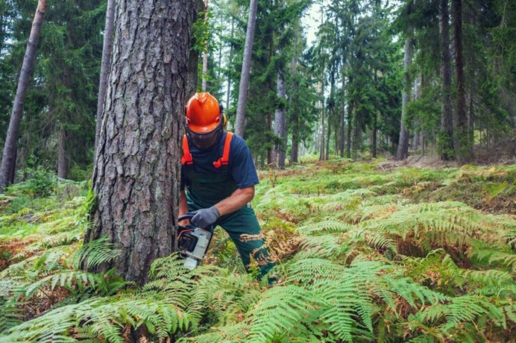 tree removal