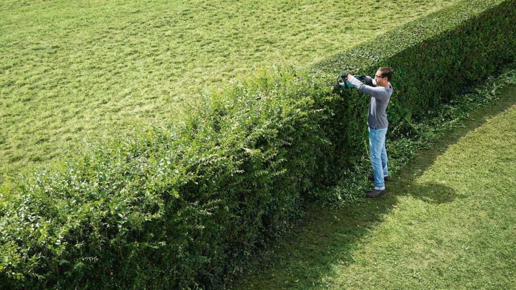 Hedge Trimming