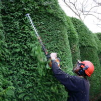 Residential Hedge Trimming: Tailored Services for Homeowners