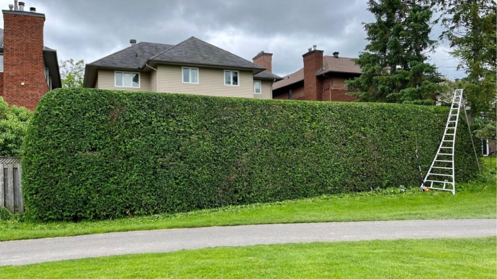 Hedge Trimming