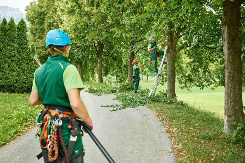 Tree Pruning Sydney as a Reflection of Environmental Responsibility