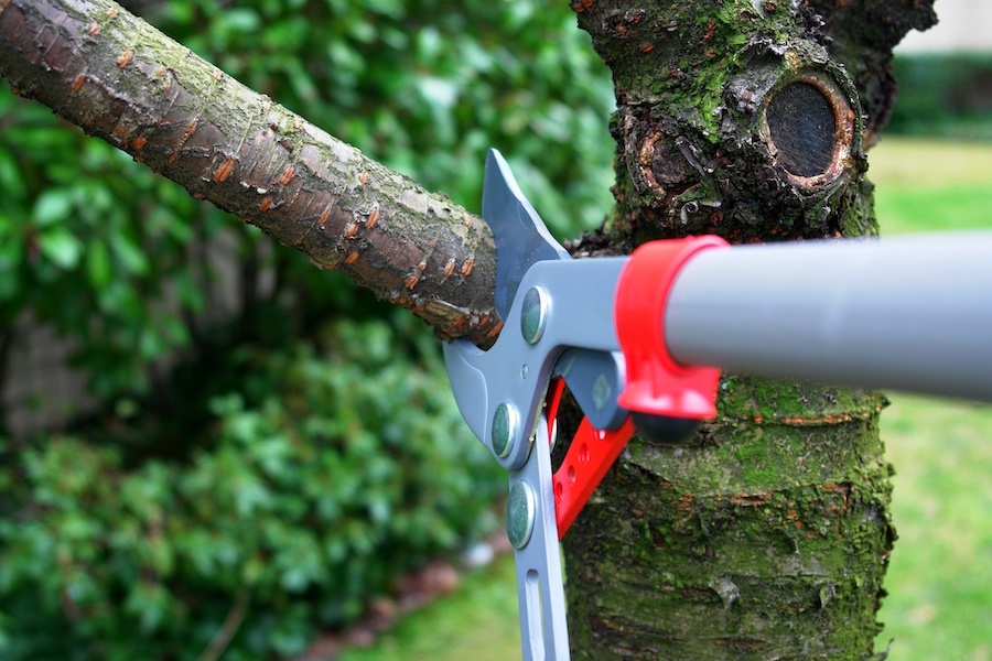 Tree Pruning Services Near Me and the Invisible Labour of Urban Care