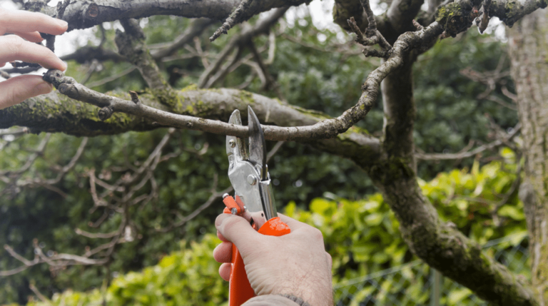 Tree Pruning Sydney as a Reflection of Environmental Responsibility