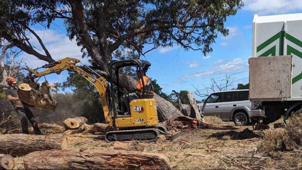 tree removal North Shore