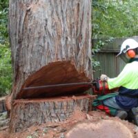 Planning a Safe Tree Removal Pymble Project: What to Know First