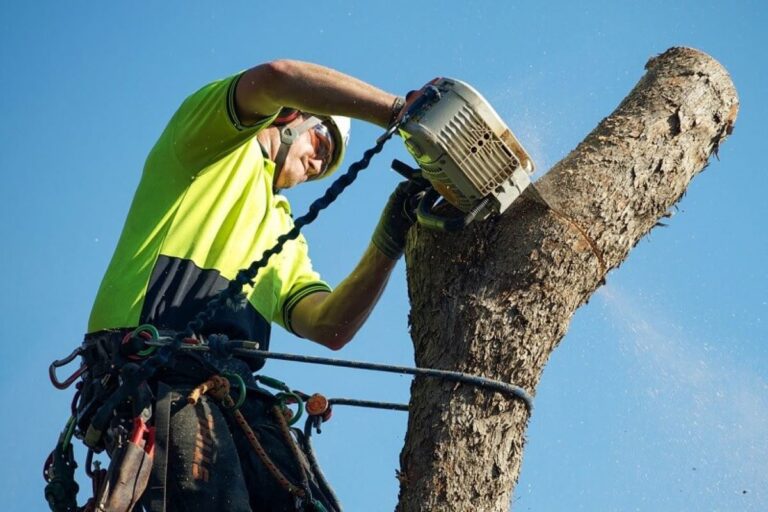tree removal North Shore